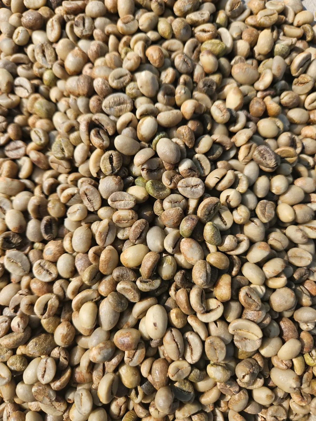 Indonesian green coffee beans