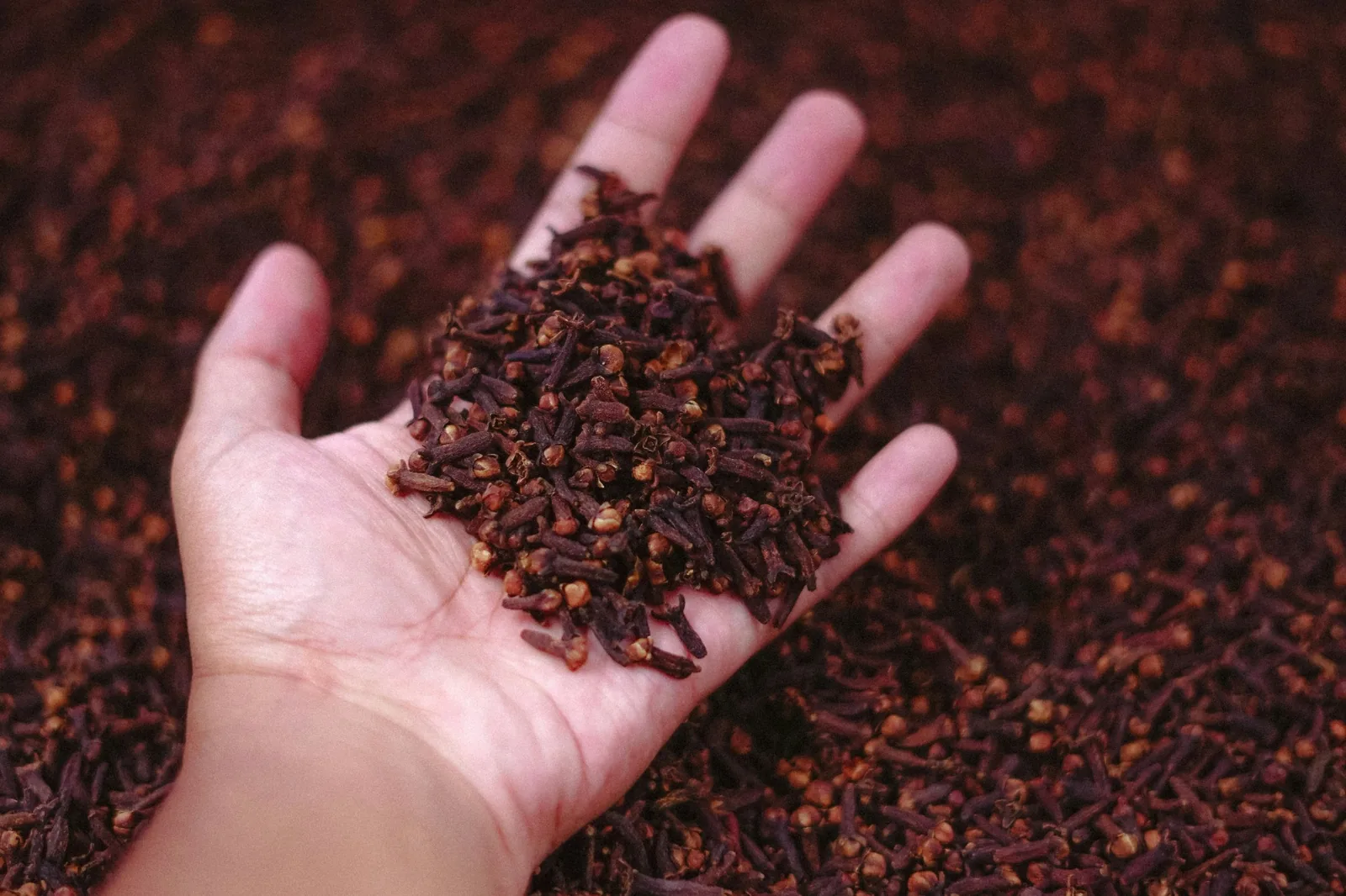 Indonesian cloves